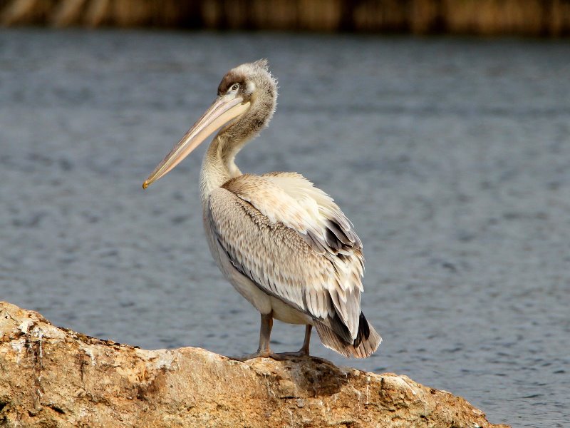 pelican.JPG