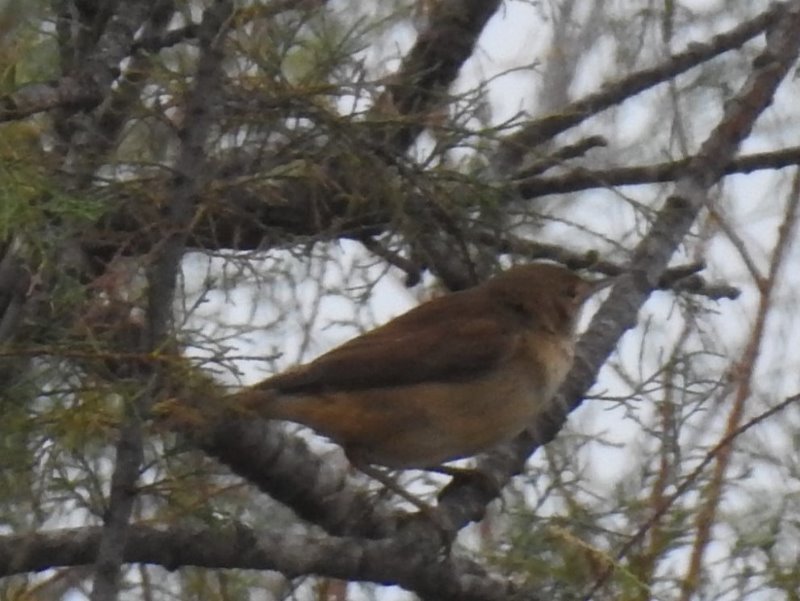 Rousserole E (2).JPG