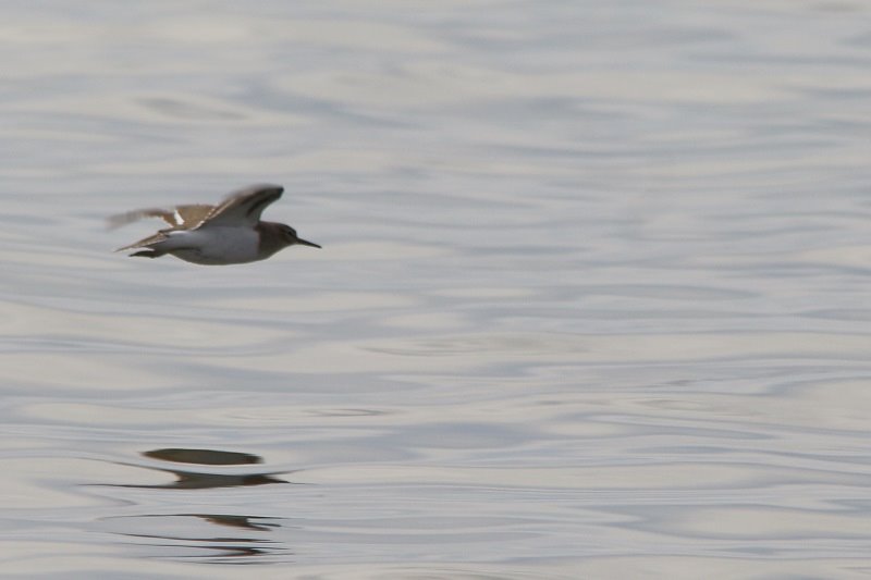 IMG_0491 - Copie.JPG