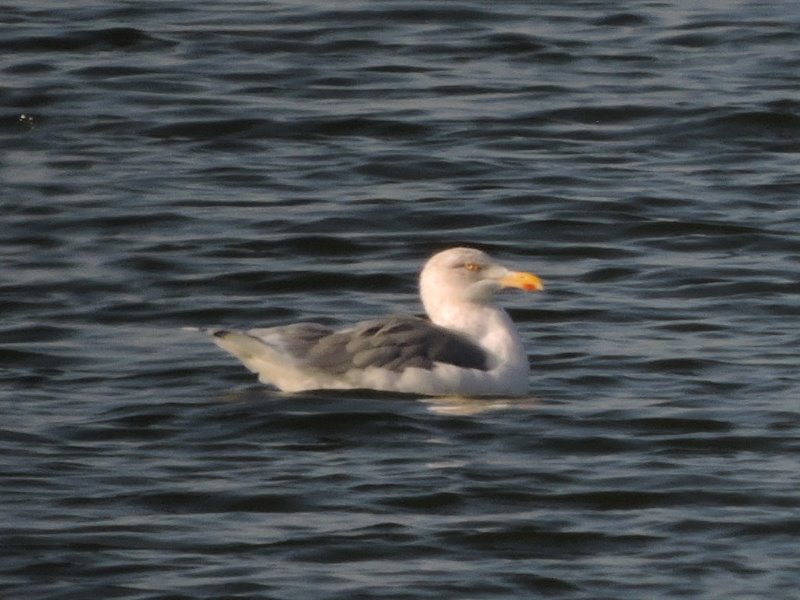 RSCN2152.JPG