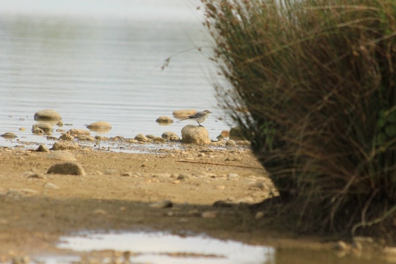 Domaine des oiseaux - Mazères - France - Juillet 2017 (27) (Copier).JPG