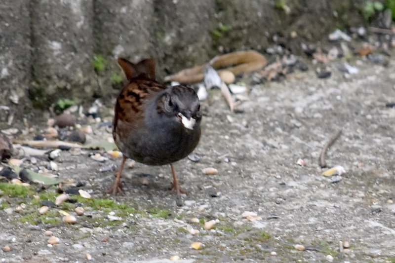DSC_0223.jpg