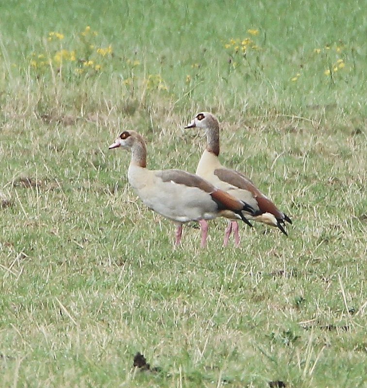IMG_4200.JPG
