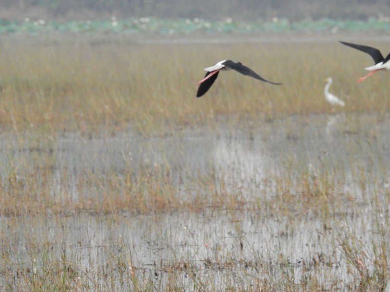 Himantopus himantopus bb.jpg