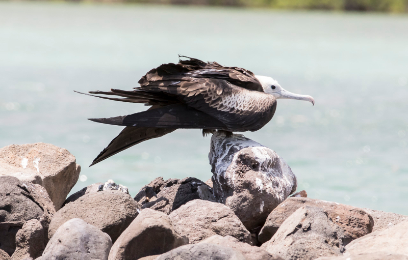 Basse Californie-20150815_1.jpg