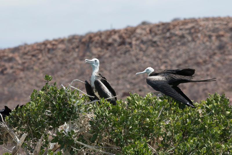 Basse Californie-20150815_1-2.jpg