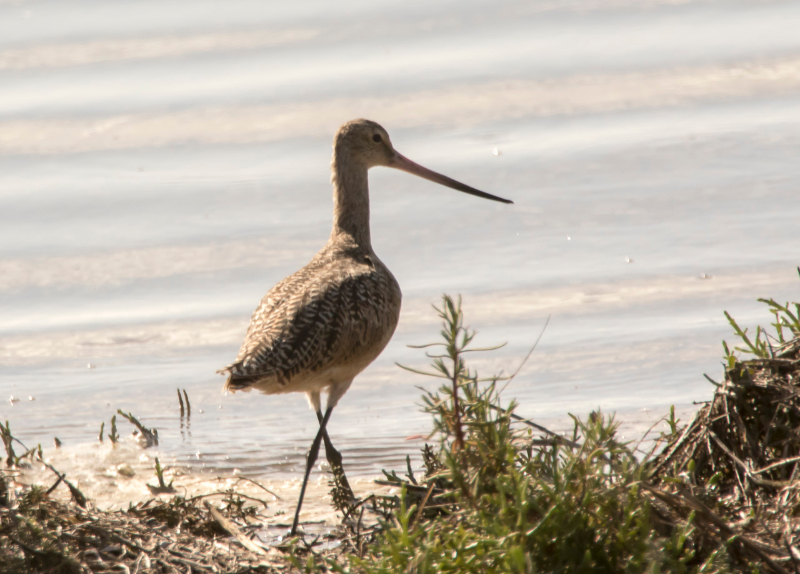 Basse Californie-20150809_1.jpg