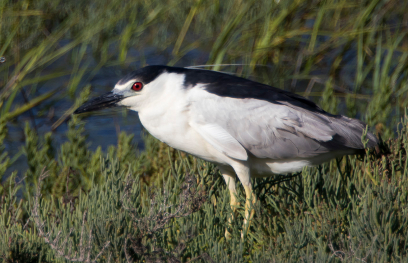 Basse Californie-20150809_1-3.jpg