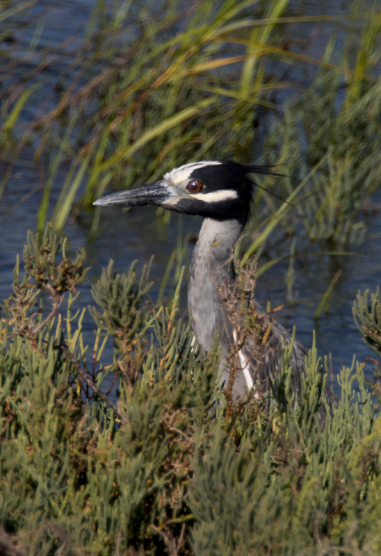 Basse Californie-20150809_3.jpg