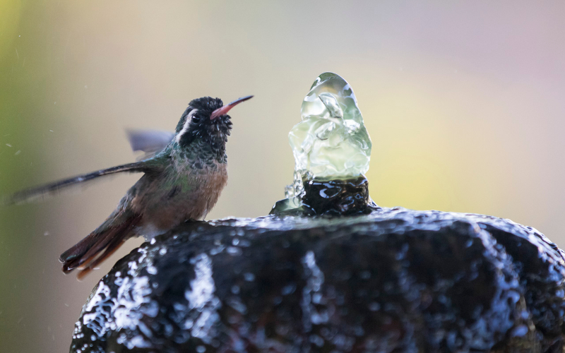 Basse Californie-20150812_1-3.jpg