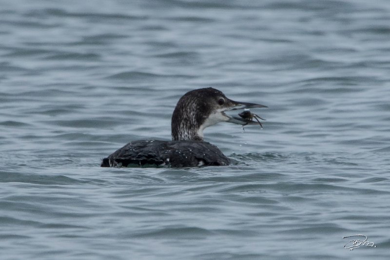 Plongeon imbrin _5826.jpg