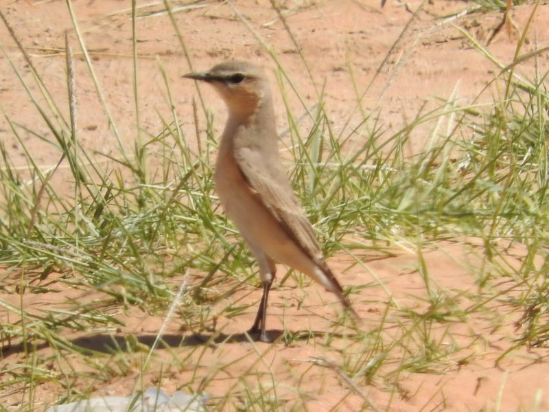 RSCN3732.JPG