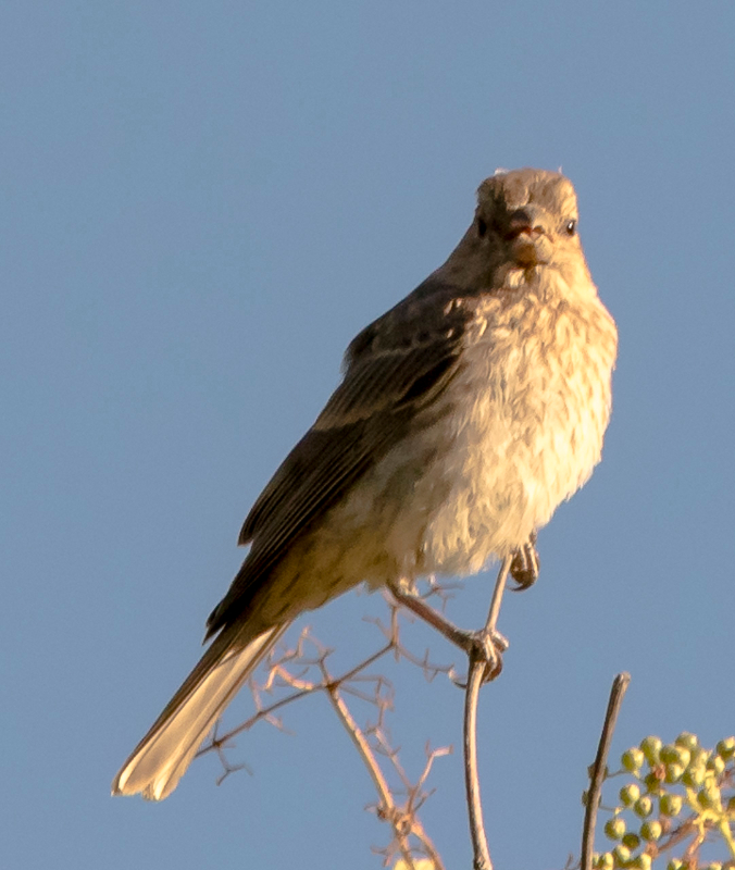 Basse Californie-20150804_1-2.jpg