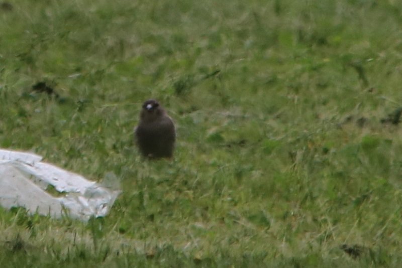 2018-04-24 Réserve ornithologique du Teich (38).JPG