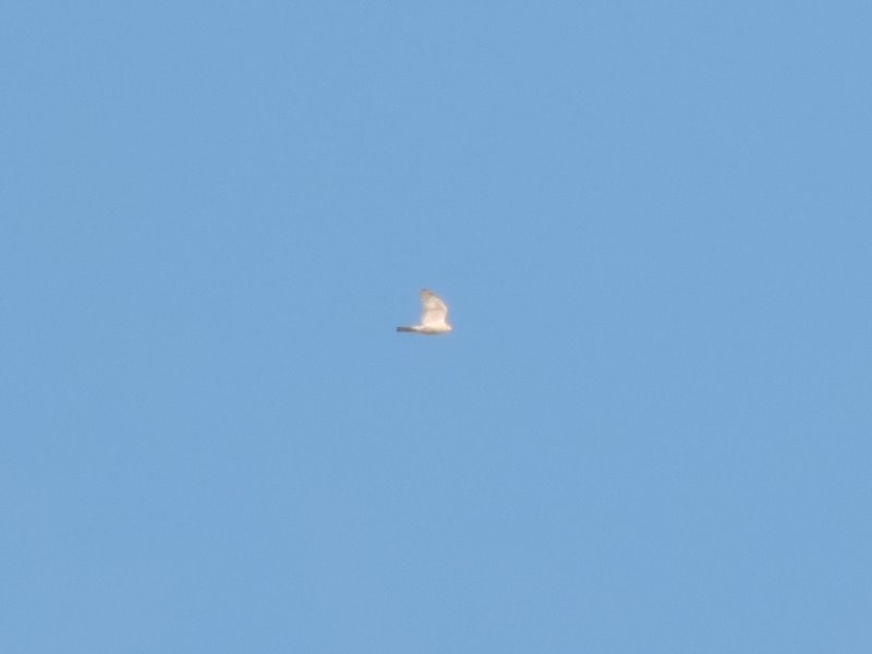 RSCN3056.JPG